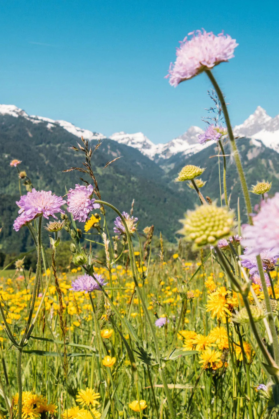 Ausblick vom Montforthaus Dach Richtung Schattenburg in Feldkirch